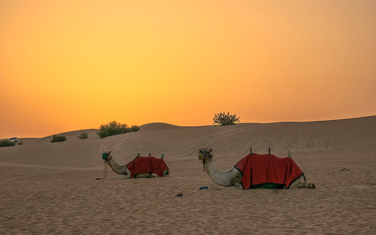 Evening Desert Safari